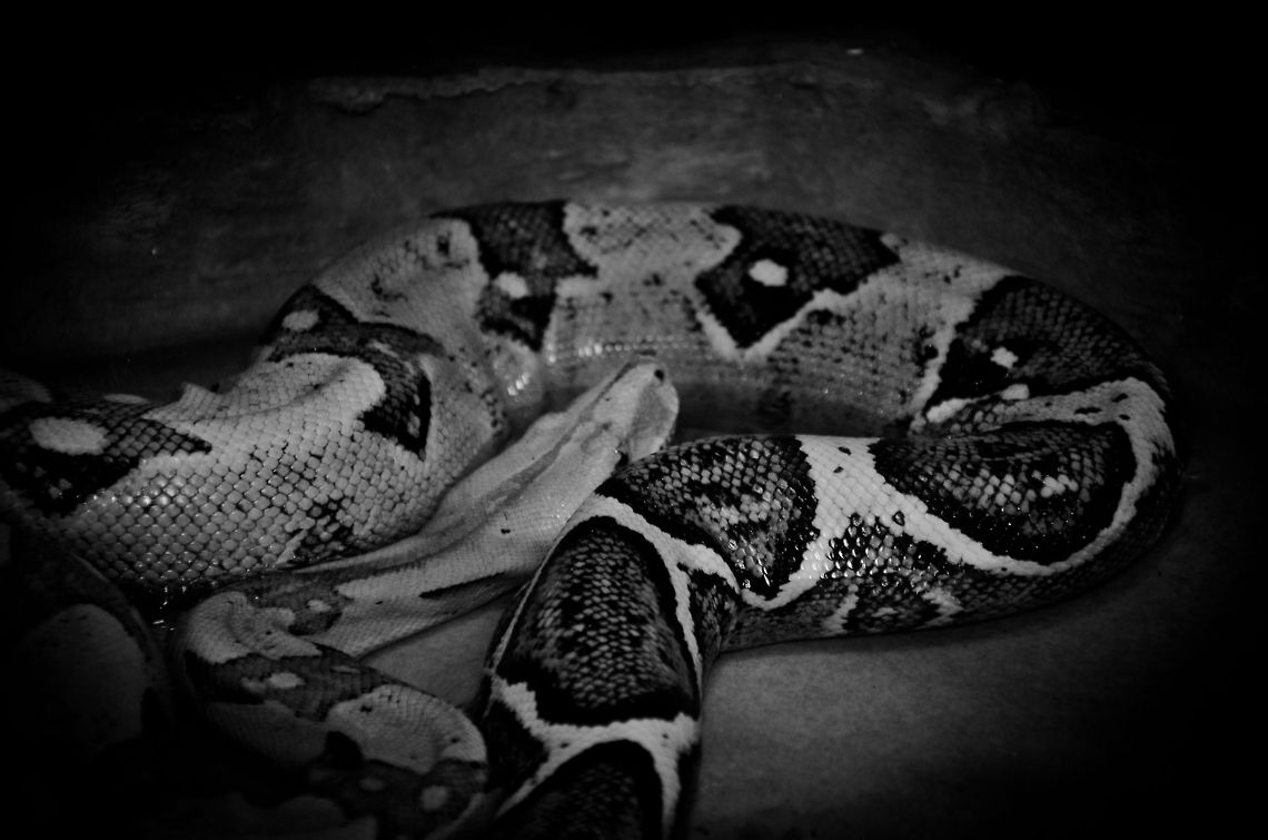 Boa constrictor imperator curled up  Boa constrictor imperator,Oliemeulen,Reptiles,snakes