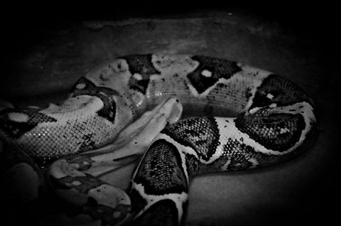 Boa constrictor imperator curled up  Boa constrictor imperator,Oliemeulen,Reptiles,snakes