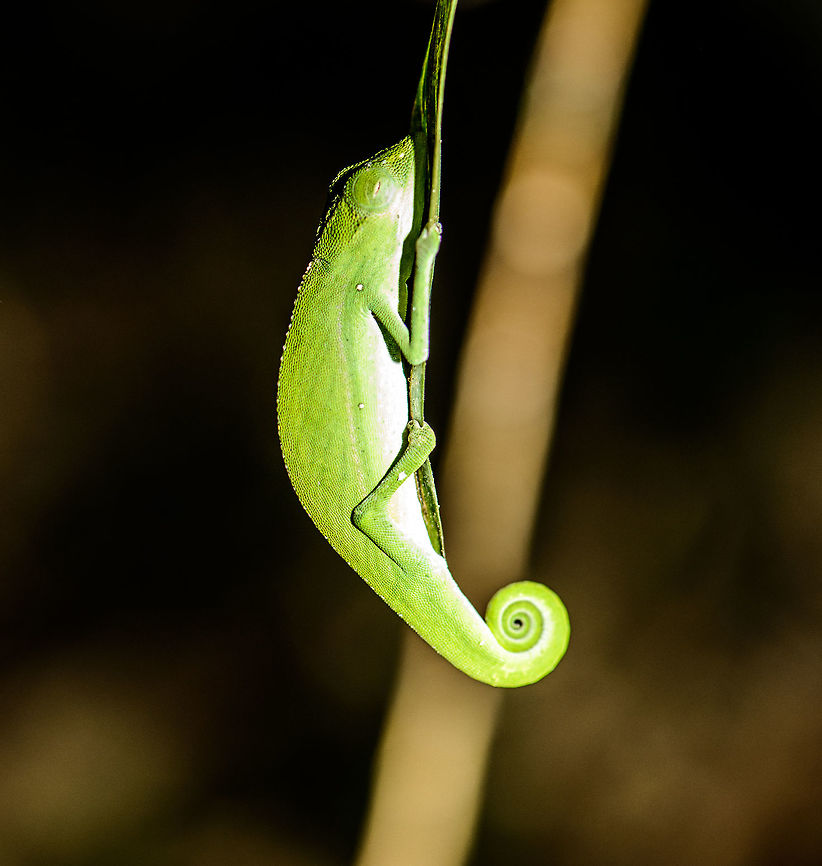 Calumma sleeping, Marojejy, Madagascar Found during a night tour near camp 2 of Marojejy, Madagascar. Looks like my flash washed away the details in the highlights, sorry about that. I'm not sure yet of the species. It could be a short-nosed chameleon, and secretly I am hoping it is the Marojejy leaf chameleon. Africa,Calumma vencesi,Madagascar,Madagascar North,Marojejy,Vences chameleon,World