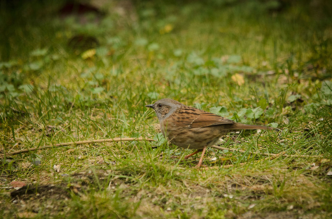 Dunnock (Prunella modularis) As my home office has a view on my garden, I tend to know all bird species and individuals that appear. Yet I had not seen this specie before, I didn&#039;t even know what it was. It turns out its a Dunnock, fairly dull in appearance and quite shy, often found on the ground harvesting insects.<br />
<br />
My bird guide mentions this one of the least known widespread birds in the Netherlands. Birds,Dunnock,Garden,Prunella modularis