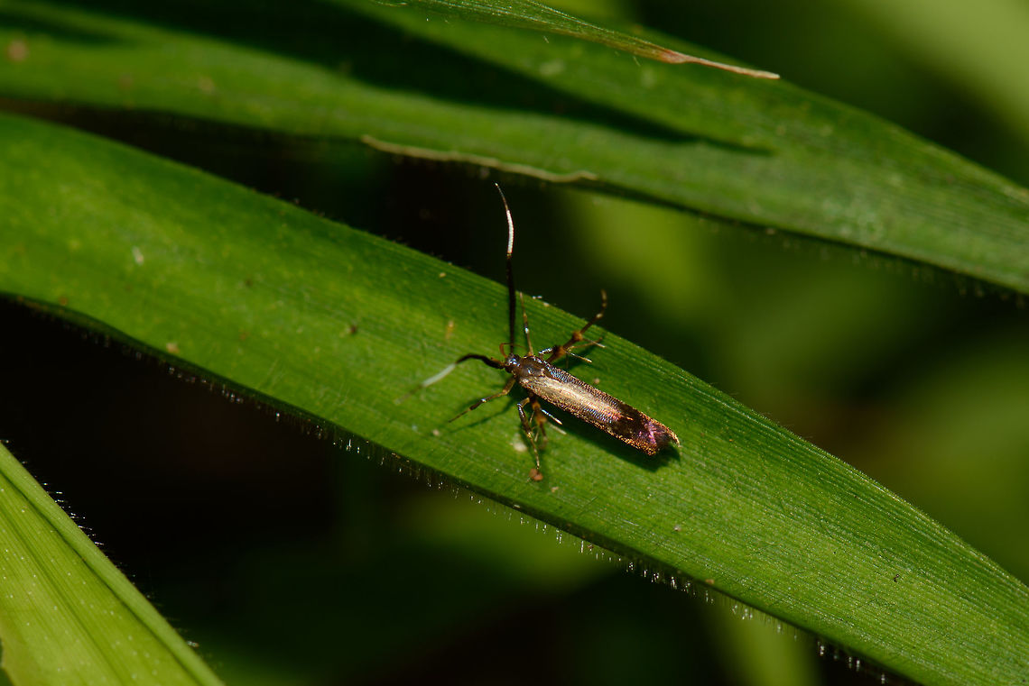 Concealer moth (Oecophoridae), Marojejy, Madagascar I'm not sure if this is a moth or something else. It has a somewhat odd appearance, colorful with spiked legs. Any ideas? Africa,Geotagged,Madagascar,Madagascar North,Marojejy,Spring,World
