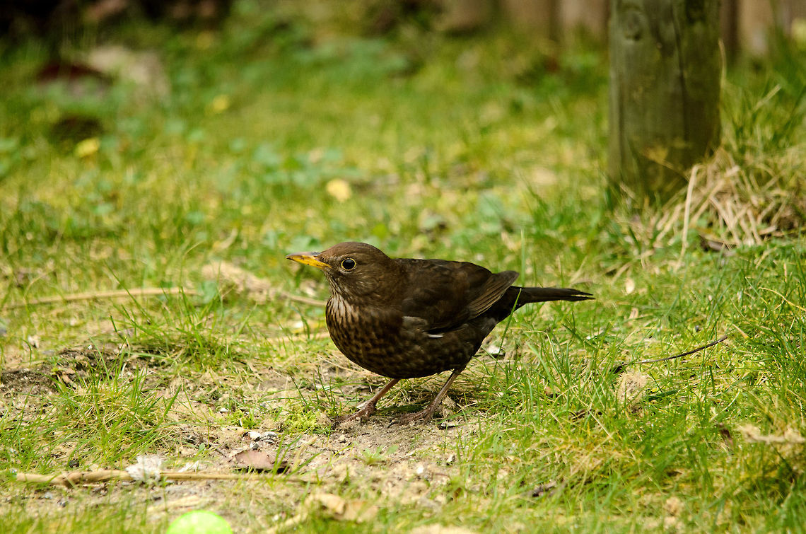 Female Blackbird It&#039;s early March and bird activity in the garden is up. Birds,Common Blackbird,Garden,Turdus merula