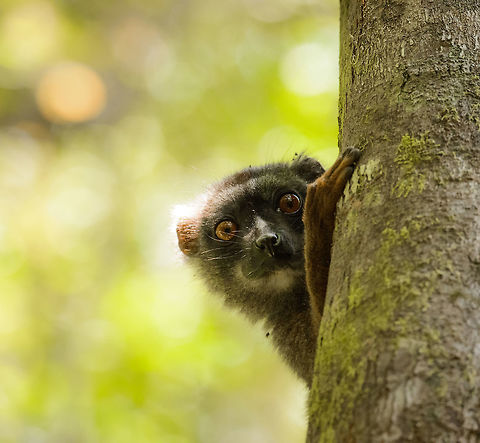 Closeup of female White-fronted Brown Lemur, Marojejy, Madagascar Found when a group was crossing the camp 2 area of Marojejy, Madagascar. This species only occurs in the North of Madagascar. The male has clear white "manes", so this is the female. Male:
http://www.jungledragon.com/image/36164/male_white-fronted_brown_lemur_marojejy_madagascar.html Africa,Eulemur albifrons,Geotagged,Madagascar,Madagascar North,Marojejy,Spring,White-headed lemur,World