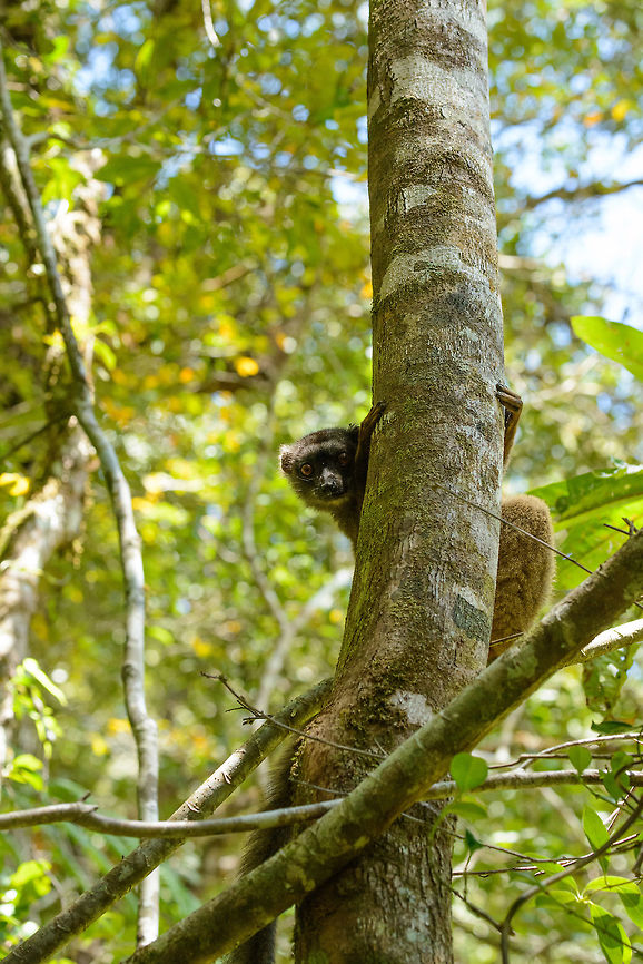 White-fronted Brown Lemur, Marojejy, Madagascar A female White-fronted Brown Lemur makes an appearance in camp 2 in Marojejy, Madagascar. This happens regularly as they cross the camp area jumping from tree to tree. It's a noisy process where you can hear them coming, snorting like pigs. They are curious and OK with your presence up to about 10m. Closeup:<br />
<figure class="photo"><a href="https://www.jungledragon.com/image/36151/closeup_of_female_white-fronted_brown_lemur_marojejy_madagascar.html" title="Closeup of female White-fronted Brown Lemur, Marojejy, Madagascar"><img src="https://s3.amazonaws.com/media.jungledragon.com/images/2/36151_thumb.jpg?AWSAccessKeyId=05GMT0V3GWVNE7GGM1R2&Expires=1770854410&Signature=XAuDrN4nogJJe0U%2FpPuekwqO7Jw%3D" width="200" height="186" alt="Closeup of female White-fronted Brown Lemur, Marojejy, Madagascar Found when a group was crossing the camp 2 area of Marojejy, Madagascar. This species only occurs in the North of Madagascar. The male has clear white "manes", so this is the female. Male:<br />
http://www.jungledragon.com/image/36164/male_white-fronted_brown_lemur_marojejy_madagascar.html Africa,Eulemur albifrons,Geotagged,Madagascar,Madagascar North,Marojejy,Spring,White-headed lemur,World" /></a></figure> Africa,Eulemur albifrons,Geotagged,Madagascar,Madagascar North,Marojejy,Spring,White-headed lemur,World
