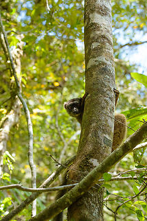 White-fronted Brown Lemur, Marojejy, Madagascar A female White-fronted Brown Lemur makes an appearance in camp 2 in Marojejy, Madagascar. This happens regularly as they cross the camp area jumping from tree to tree. It's a noisy process where you can hear them coming, snorting like pigs. They are curious and OK with your presence up to about 10m. Closeup:
http://www.jungledragon.com/image/36151/closeup_of_female_white-fronted_brown_lemur_marojejy_madagascar.html Africa,Eulemur albifrons,Geotagged,Madagascar,Madagascar North,Marojejy,Spring,White-headed lemur,World