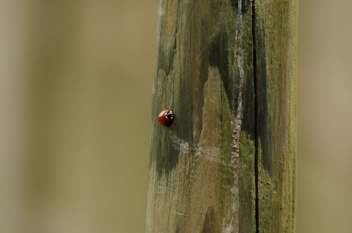 Ladybug on pole in garden Not the best camouflage this pretty insect has... 7-spot Ladybird,Coccinella septempunctata,Garden,Insects,Ladybird,Ladybug