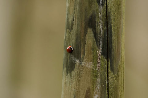 Ladybug on pole in garden Not the best camouflage this pretty insect has... 7-spot Ladybird,Coccinella septempunctata,Garden,Insects,Ladybird,Ladybug