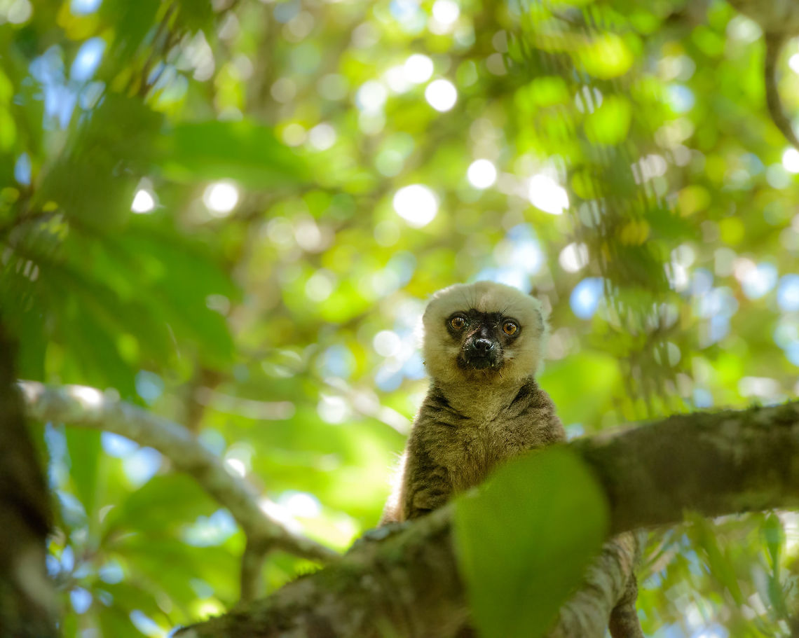 Curious male White-fronted Brown Lemur Found in Marojejy, Madagascar. Africa,Eulemur albifrons,Geotagged,Madagascar,Madagascar North,Marojejy,Spring,White-headed lemur,World