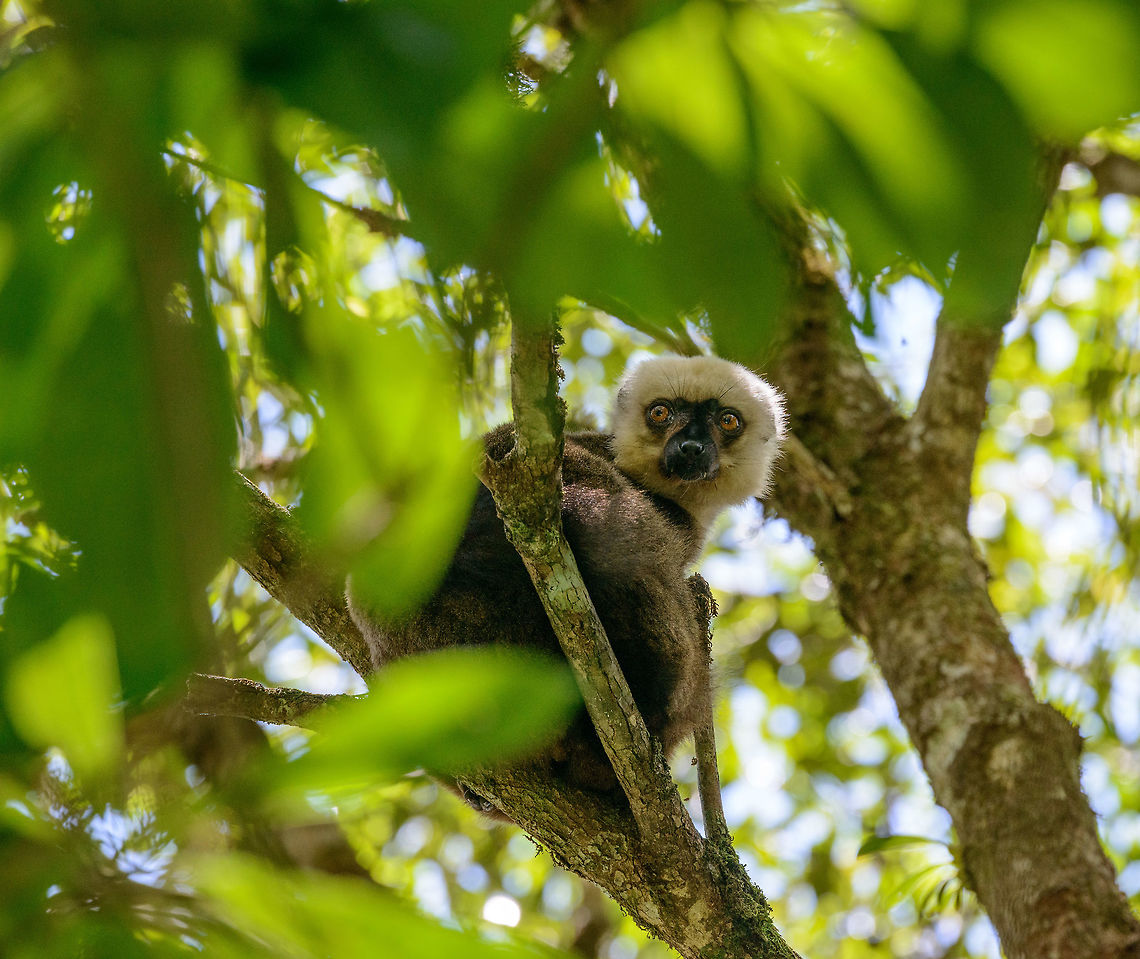 Male White-fronted Brown Lemur, Marojejy, Madagascar Unmistakably the male of the White-fronted Brown Lemur, with its white &quot;manes&quot;. Found in camp 2 in Marojejy, Madagascar. Africa,Eulemur albifrons,Geotagged,Madagascar,Madagascar North,Marojejy,Spring,White-headed lemur,World