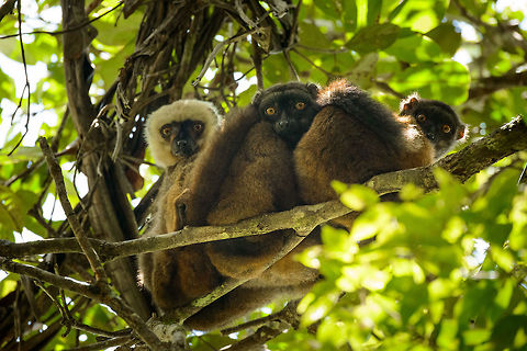 White-fronted Brown Lemur family portrait, Marojejy, Madagascar A group of White-fronted Brown Lemurs were crossing camp 2 in Marojejy, Madagascar, and took their time for it. When we found this family curling up to each other, I tried to get their attention, and got quite lucky when all three of them turned to me at once. 

This is a male (left) and two females. Wikipedia reports it is common for this species to live in one male multiple female groups, although this does not suggest it is a harem structure.  Africa,Eulemur albifrons,Geotagged,Madagascar,Madagascar North,Marojejy,Spring,White-headed lemur,World
