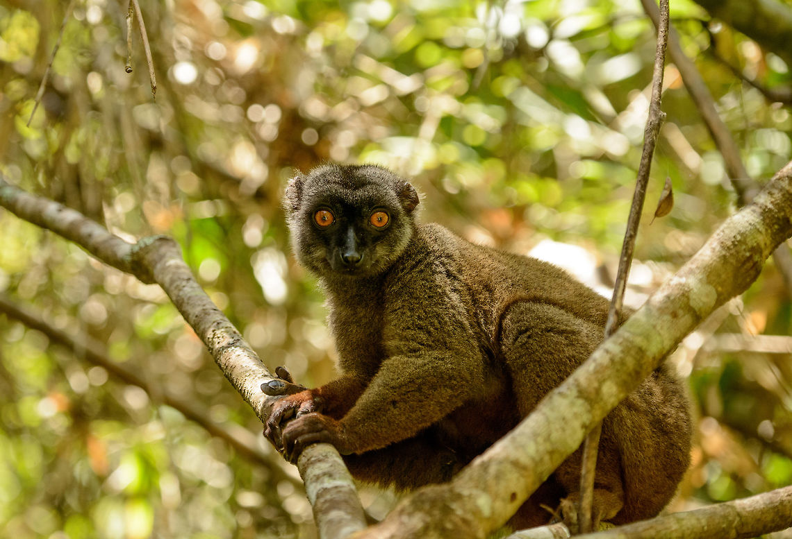 Female White-fronted Brown Lemur, Marojejy, Madagascar Finally the light and posture were a bit in my favor for these hyperactive mammals. Africa,Eulemur albifrons,Geotagged,Madagascar,Madagascar North,Marojejy,Spring,White-headed lemur,World