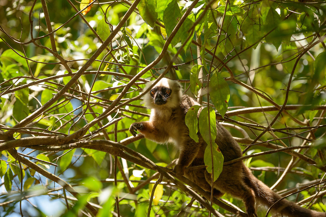 Male White-fronted Brown Lemur, Marojejy, Madagascar With white manes after which the species is named. That said, in my observation the male is a bit dorky and small, it does not come across as strong, dominant, or a leader. Observation is based on both Masoala and Marojejy. Africa,Eulemur albifrons,Geotagged,Madagascar,Madagascar North,Marojejy,Spring,White-headed lemur,World