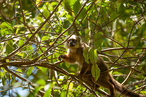 Male White-fronted Brown Lemur, Marojejy, Madagascar With white manes after which the species is named. That said, in my observation the male is a bit dorky and small, it does not come across as strong, dominant, or a leader. Observation is based on both Masoala and Marojejy. Africa,Eulemur albifrons,Geotagged,Madagascar,Madagascar North,Marojejy,Spring,White-headed lemur,World