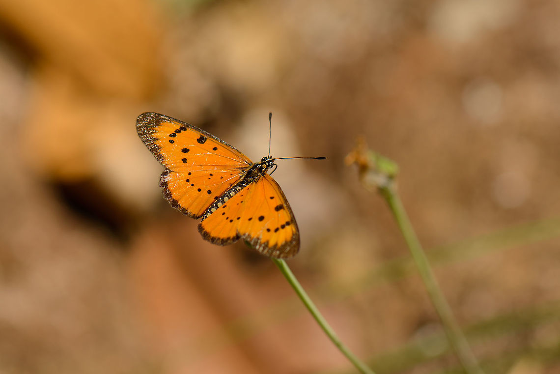 Acraea butterfly, Marojejy, Madagascar I think this one is from the Acraea genus, because that genus has some look-alikes, but I'm having a hard time pinning it down. Acraea zitja,Africa,Geotagged,Madagascar,Madagascar North,Marojejy,Spring,World