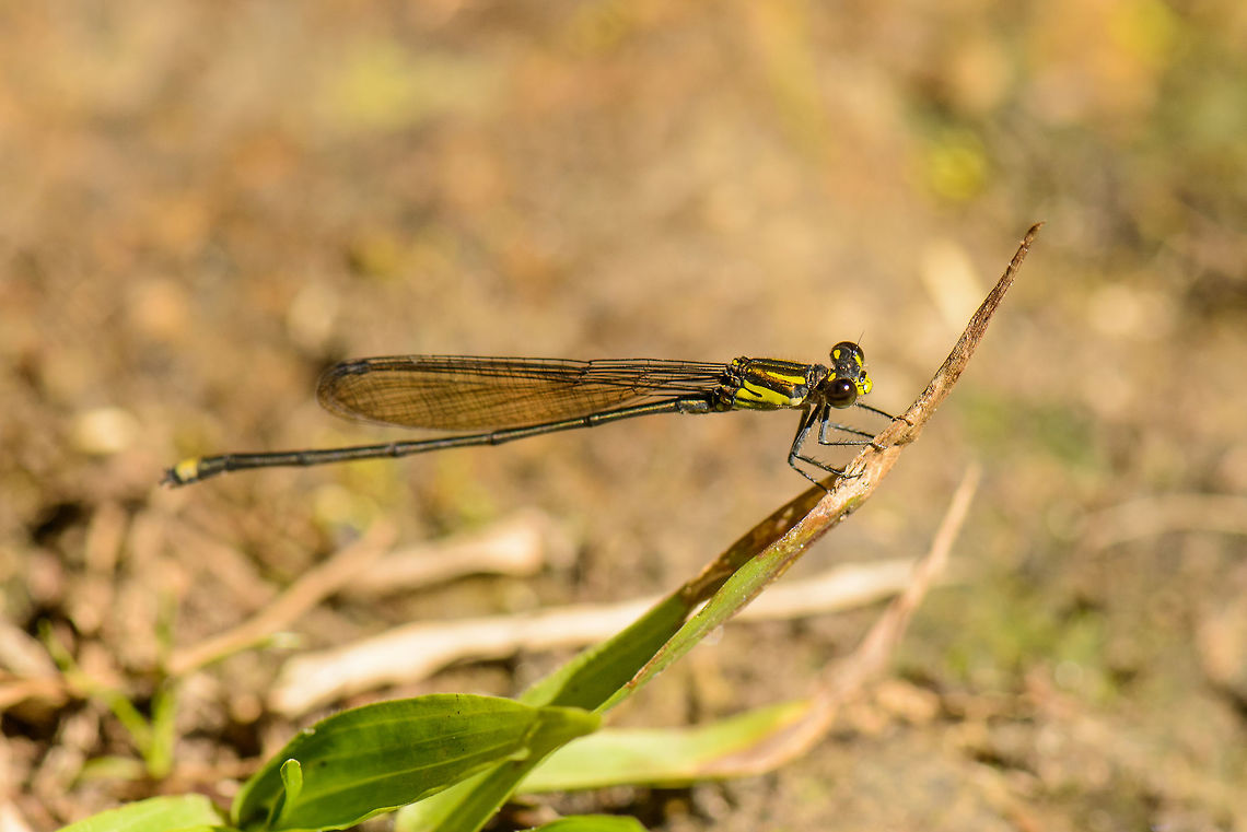 Yellow damselfly, Marojejy, Madagascar  Africa,Geotagged,Madagascar,Madagascar North,Marojejy,Spring,World
