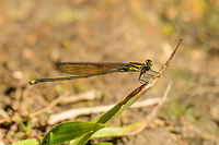 Yellow damselfly, Marojejy, Madagascar  Africa,Geotagged,Madagascar,Madagascar North,Marojejy,Spring,World