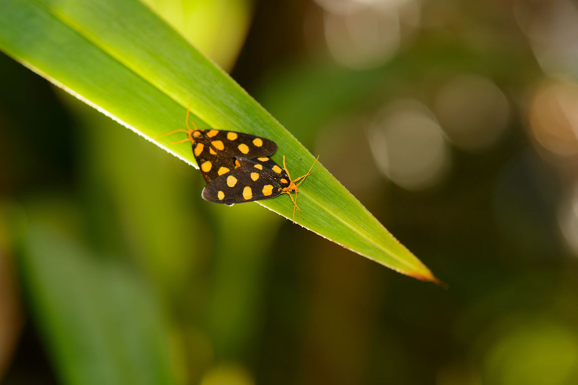 Black moths with yellow dots and orange head, Marojejy, Madagascar I have seen these before somewhere online, but I can't recall where :( Africa,Dubianaclia quinquimacula,Geotagged,Madagascar,Madagascar North,Marojejy,Spring,World