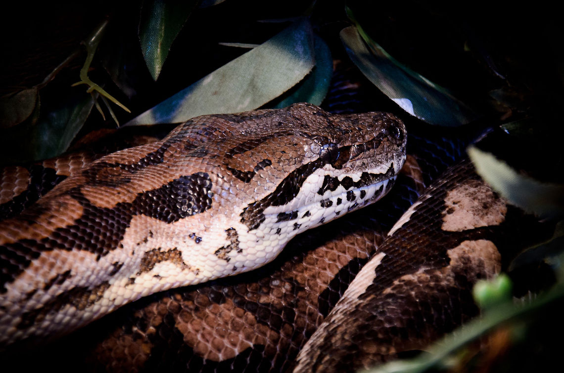 Madagascar Boa (Boa dumerili)  Boa dumerili,Oliemeulen,reptiles,snakes