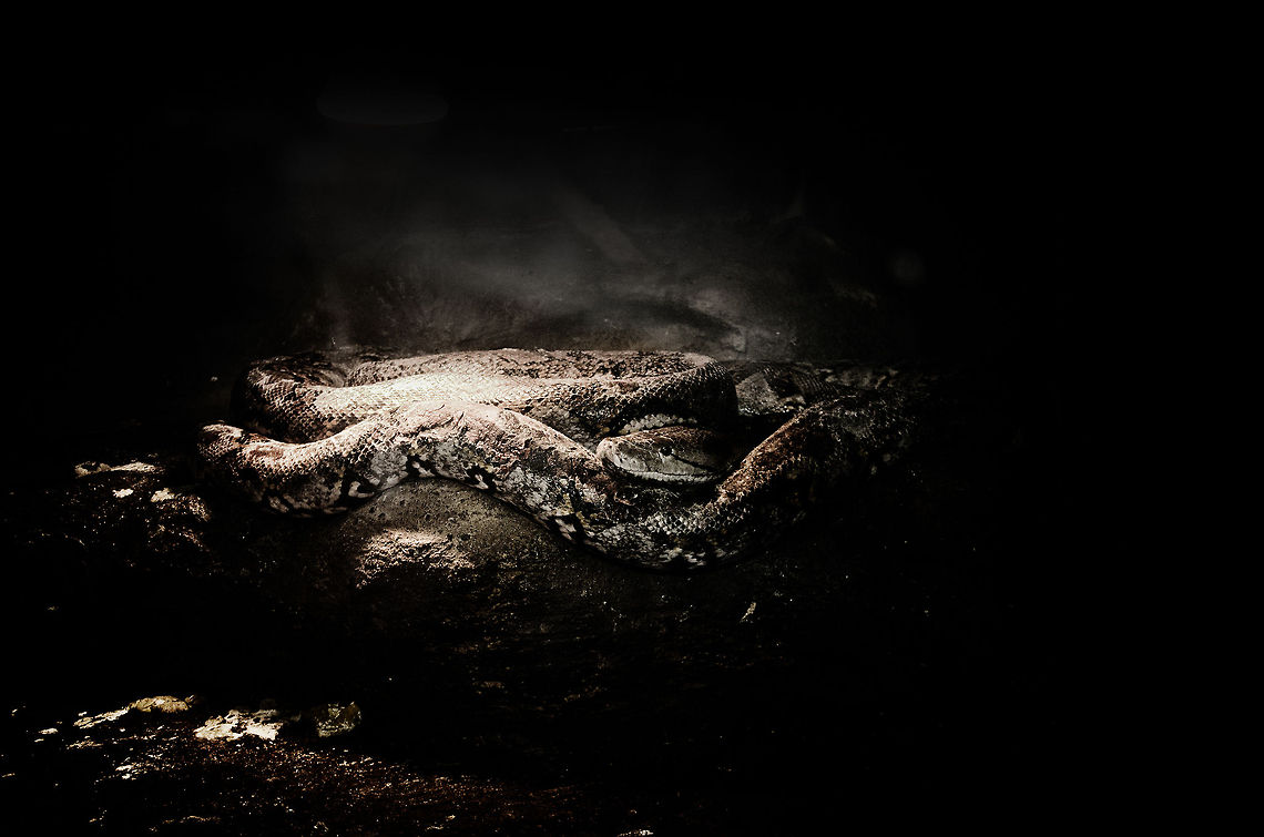 The longest snake in the world A reticulated lies in its dungeon awaiting its feeding time. You&#039;re going to need to use the zoom mode in HD to fully appreciate this one. Oliemeulen,Python,Python reticulatus,Reticulated python