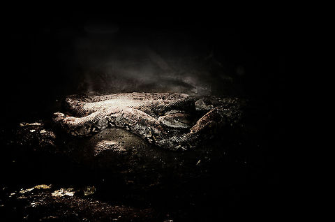 The longest snake in the world A reticulated lies in its dungeon awaiting its feeding time. You're going to need to use the zoom mode in HD to fully appreciate this one. Oliemeulen,Python,Python reticulatus,Reticulated python