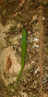 Speckled day gecko, Marojejy, Madagascar  Africa,Geotagged,Madagascar,Madagascar North,Marojejy,Phelsuma guttata,Speckled day gecko,Spring,World
