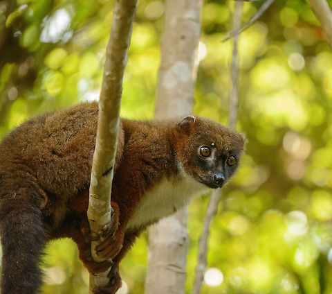 Red-bellied Lemur crossing camp, Marojejy, Madagascar  Africa,Eulemur rubriventer,Geotagged,Madagascar,Madagascar North,Marojejy,Red-bellied lemur,Spring,World