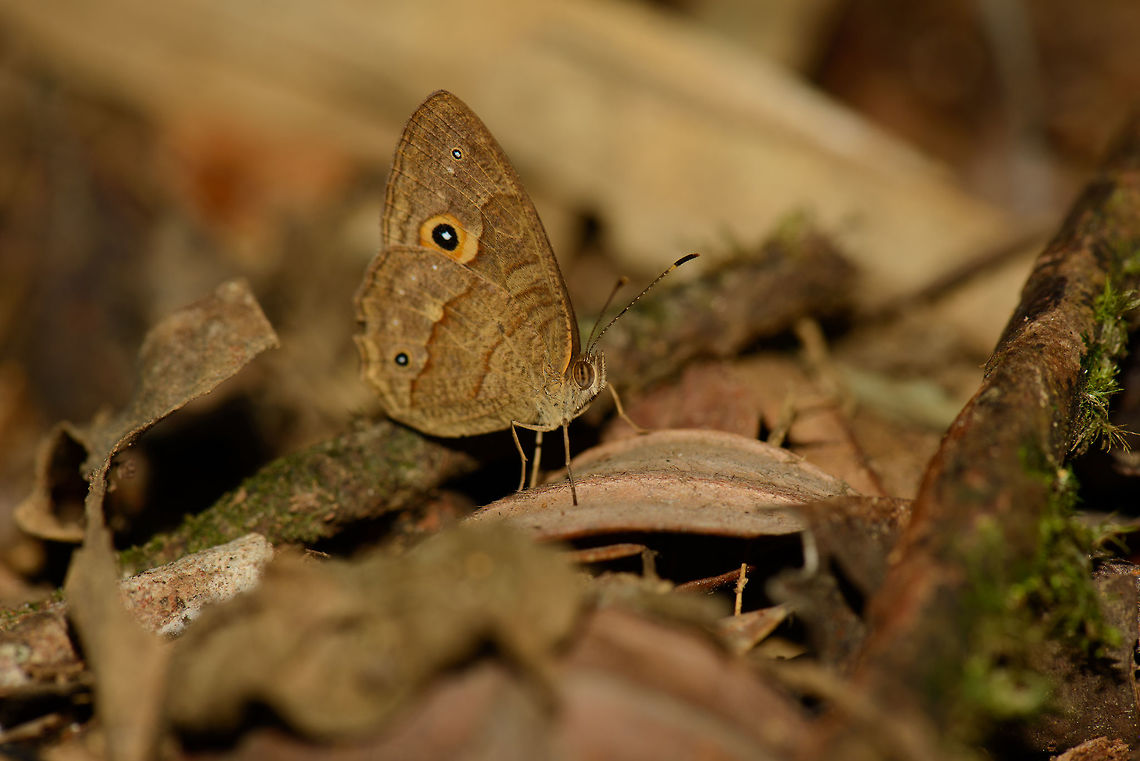 Heteropsis sp. Marojejy, Madagascar Species identification based on this reference:<br />
<a href="https://en.wikipedia.org/wiki/Heteropsis_pauper#/media/File:Oberthur_1916LepidopterologieCompariePlateCCCLXVII.jpg" rel="nofollow">https://en.wikipedia.org/wiki/Heteropsis_pauper#/media/File:Oberthur_1916LepidopterologieCompariePlateCCCLXVII.jpg</a><br />
<br />
It is a visual guess only based on the eyes in the wings and how they are aligned, feel free to correct. Africa,Geotagged,Heteropsis pauper,Madagascar,Madagascar North,Marojejy,Spring,World