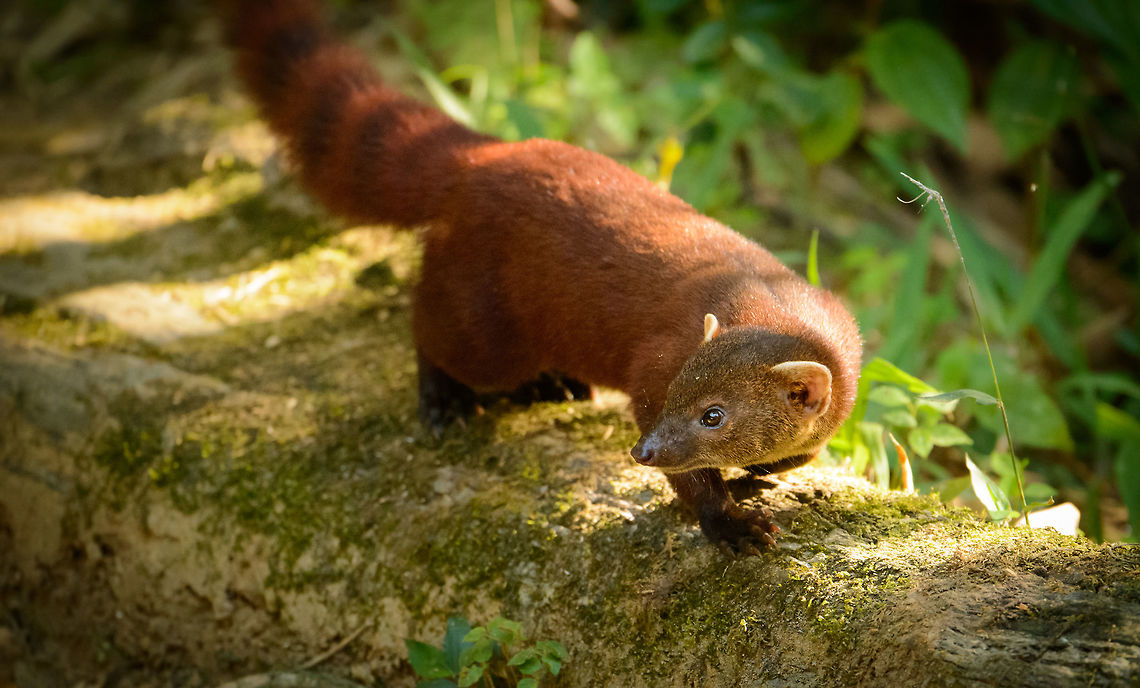 Ring-tailed Mongoose appearance, Marojejy This one suddenly appeared out of nowhere as we were observing a group of white-fronted lemurs crossing camp 2 in Marojejy, Madagascar. These mongooses are a relatively common sight near human camps, yet still hard to photograph due to their speed and nervousness. <br />
<br />
This species, like most Madagascar carnivores, has an interesting biological history. Some belief this species as well as the famous Fossa originate from a single species that made its way from mainland Africa to Madagascar many millions of years ago. A small event, leading to some unique species over a longer time. <br />
<br />
Madagascar's carnivores not being dangerous to humans makes it a very attractive destination for exploration on foot, which is virtually impossible in much of Africa.<br />
<br />
For the interested, here's the big cousin, the Fossa:<br />
<figure class="photo"><a href="https://www.jungledragon.com/image/10410/fossa_after_meal.html" title="Fossa after meal"><img src="https://s3.amazonaws.com/media.jungledragon.com/images/2/10410_thumb.jpg?AWSAccessKeyId=05GMT0V3GWVNE7GGM1R2&Expires=1769040010&Signature=3lfplq2upeWRkNvMo%2FDpwznHUBU%3D" width="200" height="134" alt="Fossa after meal A fossa cleans himself after having devoured a pair of chicken legs. It has not problem processing raw, boney food like this. Cryptoprocta ferox,Fossa,Kirindy Reserve,Madagascar" /></a></figure> Africa,Galidia elegans,Geotagged,Madagascar,Madagascar North,Marojejy,Ring-tailed mongoose,Spring,World