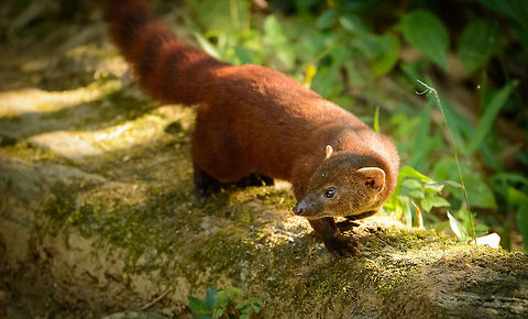 Ring-tailed Mongoose appearance, Marojejy This one suddenly appeared out of nowhere as we were observing a group of white-fronted lemurs crossing camp 2 in Marojejy, Madagascar. These mongooses are a relatively common sight near human camps, yet still hard to photograph due to their speed and nervousness. 

This species, like most Madagascar carnivores, has an interesting biological history. Some belief this species as well as the famous Fossa originate from a single species that made its way from mainland Africa to Madagascar many millions of years ago. A small event, leading to some unique species over a longer time. 

Madagascar's carnivores not being dangerous to humans makes it a very attractive destination for exploration on foot, which is virtually impossible in much of Africa.

For the interested, here's the big cousin, the Fossa:
http://www.jungledragon.com/image/10410/fossa_after_meal.html Africa,Galidia elegans,Geotagged,Madagascar,Madagascar North,Marojejy,Ring-tailed mongoose,Spring,World