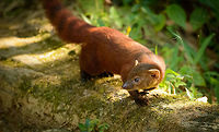 Ring-tailed Mongoose appearance, Marojejy This one suddenly appeared out of nowhere as we were observing a group of white-fronted lemurs crossing camp 2 in Marojejy, Madagascar. These mongooses are a relatively common sight near human camps, yet still hard to photograph due to their speed and nervousness. <br />
<br />
This species, like most Madagascar carnivores, has an interesting biological history. Some belief this species as well as the famous Fossa originate from a single species that made its way from mainland Africa to Madagascar many millions of years ago. A small event, leading to some unique species over a longer time. <br />
<br />
Madagascar's carnivores not being dangerous to humans makes it a very attractive destination for exploration on foot, which is virtually impossible in much of Africa.<br />
<br />
For the interested, here's the big cousin, the Fossa:<br />
http://www.jungledragon.com/image/10410/fossa_after_meal.html Africa,Galidia elegans,Geotagged,Madagascar,Madagascar North,Marojejy,Ring-tailed mongoose,Spring,World