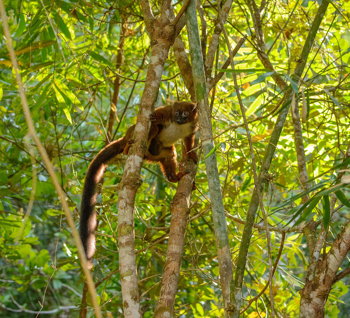 Red-bellied Lemur - full body shot, Marojejy, Madagascar This one was freaking out a little due to the arrival of this mongoose:<br />
<figure class="photo"><a href="https://www.jungledragon.com/image/36238/ring-tailed_mongoose_appearance_marojejy.html" title="Ring-tailed Mongoose appearance, Marojejy"><img src="https://s3.amazonaws.com/media.jungledragon.com/images/2/36238_thumb.jpg?AWSAccessKeyId=05GMT0V3GWVNE7GGM1R2&Expires=1759968010&Signature=G4EoLR4JzWAEiCGRIglOKLj9TlQ%3D" width="200" height="122" alt="Ring-tailed Mongoose appearance, Marojejy This one suddenly appeared out of nowhere as we were observing a group of white-fronted lemurs crossing camp 2 in Marojejy, Madagascar. These mongooses are a relatively common sight near human camps, yet still hard to photograph due to their speed and nervousness. <br />
<br />
This species, like most Madagascar carnivores, has an interesting biological history. Some belief this species as well as the famous Fossa originate from a single species that made its way from mainland Africa to Madagascar many millions of years ago. A small event, leading to some unique species over a longer time. <br />
<br />
Madagascar&#039;s carnivores not being dangerous to humans makes it a very attractive destination for exploration on foot, which is virtually impossible in much of Africa.<br />
<br />
For the interested, here&#039;s the big cousin, the Fossa:<br />
http://www.jungledragon.com/image/10410/fossa_after_meal.html Africa,Galidia elegans,Geotagged,Madagascar,Madagascar North,Marojejy,Ring-tailed mongoose,Spring,World" /></a></figure><br />
I don&#039;t think they are direct enemies, but no friends either. Africa,Eulemur rubriventer,Geotagged,Madagascar,Madagascar North,Marojejy,Red-bellied lemur,Spring,World