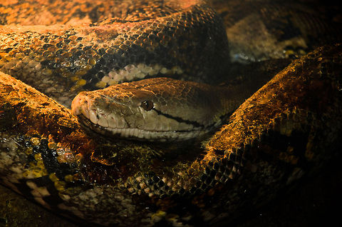 Python reticulatus head closeup Reticulated python curled up into a huge ball, awaiting feeding time whilst regulating its body temperature. Oliemeulen,Python,Python reticulatus,Reptiles,Reticulated python,Snakes