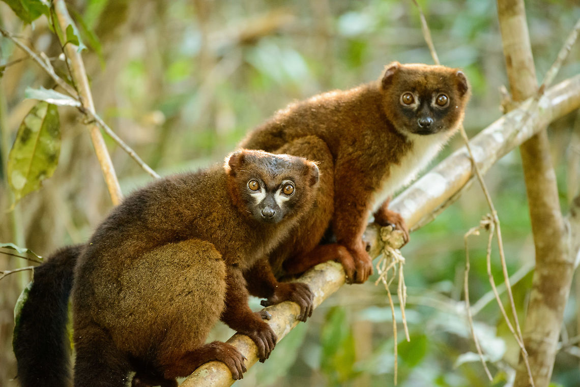 Closeup of Red-bellied lemur couple, Marojejy, Madagascar  Africa,Eulemur rubriventer,Geotagged,Madagascar,Madagascar North,Marojejy,Red-bellied lemur,Spring,World