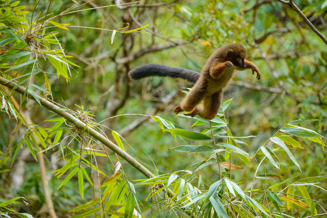 Red-bellied Lemur -leap ahead, Marojejy, Madagascar When a group of lemurs travel by trees you can often anticipate a jump as members of the group tend to follow the exact same path of those before them. I still managed to fail these mid-air shot due to 1/400s not being fast enough. Anyway, it shows that this species is forward-leaping (some lemurs leap sideways).<br />
<figure class="photo"><a href="https://www.jungledragon.com/image/36267/red-bellied_lemur_-_pre-jump_marojejy_madagascar.html" title="Red-bellied Lemur - pre-jump, Marojejy, Madagascar"><img src="https://s3.amazonaws.com/media.jungledragon.com/images/2/36267_thumb.jpg?AWSAccessKeyId=05GMT0V3GWVNE7GGM1R2&Expires=1759968010&Signature=iKVbnX5LQ69l5oOIeZnNAHmSbNs%3D" width="200" height="134" alt="Red-bellied Lemur - pre-jump, Marojejy, Madagascar Part of a group crossing camp 2 in Marojejy, Madagascar. Leap ahead:<br />
http://www.jungledragon.com/image/36266/red-bellied_lemur_-_pre-jump_ii_marojejy_madagascar.html<br />
http://www.jungledragon.com/image/36264/red-bellied_lemur_-leap_ahead_marojejy_madagascar.html Africa,Eulemur rubriventer,Geotagged,Madagascar,Madagascar North,Marojejy,Red-bellied lemur,Spring,World" /></a></figure><br />
<figure class="photo"><a href="https://www.jungledragon.com/image/36266/red-bellied_lemur_-_pre-jump_ii_marojejy_madagascar.html" title="Red-bellied Lemur - pre-jump II, Marojejy, Madagascar"><img src="https://s3.amazonaws.com/media.jungledragon.com/images/2/36266_thumb.jpg?AWSAccessKeyId=05GMT0V3GWVNE7GGM1R2&Expires=1759968010&Signature=VyQzMe8G3YFlSUtdcwO0hAIxD%2BA%3D" width="200" height="170" alt="Red-bellied Lemur - pre-jump II, Marojejy, Madagascar At the very last moment before the leap, they take their deepest bow. <br />
http://www.jungledragon.com/image/36264/red-bellied_lemur_-leap_ahead_marojejy_madagascar.html Africa,Eulemur rubriventer,Geotagged,Madagascar,Madagascar North,Marojejy,Red-bellied lemur,Spring,World" /></a></figure> Africa,Eulemur rubriventer,Geotagged,Madagascar,Madagascar North,Marojejy,Red-bellied lemur,Spring,World