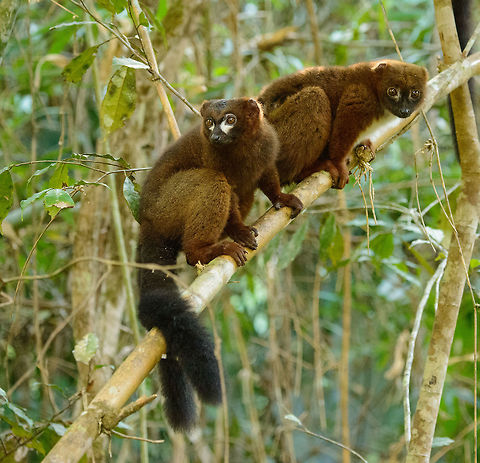 Red-bellied Lemur couple - full body shot, Marojejy, Madagascar  Africa,Eulemur rubriventer,Geotagged,Madagascar,Madagascar North,Marojejy,Red-bellied lemur,Spring,World
