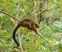 Red-bellied Lemur - pre-jump II, Marojejy, Madagascar At the very last moment before the leap, they take their deepest bow. <br />
http://www.jungledragon.com/image/36264/red-bellied_lemur_-leap_ahead_marojejy_madagascar.html Africa,Eulemur rubriventer,Geotagged,Madagascar,Madagascar North,Marojejy,Red-bellied lemur,Spring,World