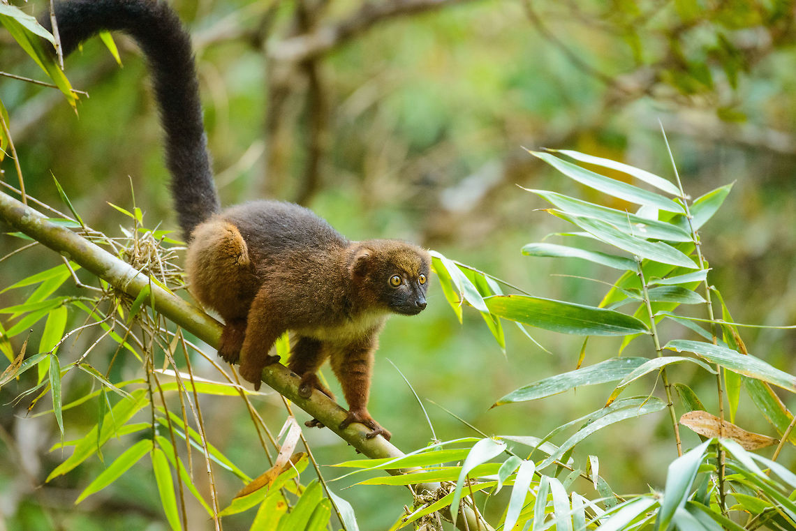 Red-bellied Lemur - pre-jump, Marojejy, Madagascar Part of a group crossing camp 2 in Marojejy, Madagascar. Leap ahead:<br />
<figure class="photo"><a href="https://www.jungledragon.com/image/36266/red-bellied_lemur_-_pre-jump_ii_marojejy_madagascar.html" title="Red-bellied Lemur - pre-jump II, Marojejy, Madagascar"><img src="https://s3.amazonaws.com/media.jungledragon.com/images/2/36266_thumb.jpg?AWSAccessKeyId=05GMT0V3GWVNE7GGM1R2&Expires=1759968010&Signature=VyQzMe8G3YFlSUtdcwO0hAIxD%2BA%3D" width="200" height="170" alt="Red-bellied Lemur - pre-jump II, Marojejy, Madagascar At the very last moment before the leap, they take their deepest bow. <br />
http://www.jungledragon.com/image/36264/red-bellied_lemur_-leap_ahead_marojejy_madagascar.html Africa,Eulemur rubriventer,Geotagged,Madagascar,Madagascar North,Marojejy,Red-bellied lemur,Spring,World" /></a></figure><br />
<figure class="photo"><a href="https://www.jungledragon.com/image/36264/red-bellied_lemur_-leap_ahead_marojejy_madagascar.html" title="Red-bellied Lemur -leap ahead, Marojejy, Madagascar"><img src="https://s3.amazonaws.com/media.jungledragon.com/images/2/36264_thumb.jpg?AWSAccessKeyId=05GMT0V3GWVNE7GGM1R2&Expires=1759968010&Signature=7UiWFOthNGdtj1LfOWYQsHTRk9s%3D" width="200" height="134" alt="Red-bellied Lemur -leap ahead, Marojejy, Madagascar When a group of lemurs travel by trees you can often anticipate a jump as members of the group tend to follow the exact same path of those before them. I still managed to fail these mid-air shot due to 1/400s not being fast enough. Anyway, it shows that this species is forward-leaping (some lemurs leap sideways).<br />
http://www.jungledragon.com/image/36267/red-bellied_lemur_-_pre-jump_marojejy_madagascar.html<br />
http://www.jungledragon.com/image/36266/red-bellied_lemur_-_pre-jump_ii_marojejy_madagascar.html Africa,Eulemur rubriventer,Geotagged,Madagascar,Madagascar North,Marojejy,Red-bellied lemur,Spring,World" /></a></figure> Africa,Eulemur rubriventer,Geotagged,Madagascar,Madagascar North,Marojejy,Red-bellied lemur,Spring,World