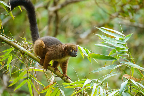 Red-bellied Lemur - pre-jump, Marojejy, Madagascar Part of a group crossing camp 2 in Marojejy, Madagascar. Leap ahead:
http://www.jungledragon.com/image/36266/red-bellied_lemur_-_pre-jump_ii_marojejy_madagascar.html
http://www.jungledragon.com/image/36264/red-bellied_lemur_-leap_ahead_marojejy_madagascar.html Africa,Eulemur rubriventer,Geotagged,Madagascar,Madagascar North,Marojejy,Red-bellied lemur,Spring,World