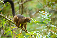 Red-bellied Lemur - pre-jump, Marojejy, Madagascar Part of a group crossing camp 2 in Marojejy, Madagascar. Leap ahead:<br />
http://www.jungledragon.com/image/36266/red-bellied_lemur_-_pre-jump_ii_marojejy_madagascar.html<br />
http://www.jungledragon.com/image/36264/red-bellied_lemur_-leap_ahead_marojejy_madagascar.html Africa,Eulemur rubriventer,Geotagged,Madagascar,Madagascar North,Marojejy,Red-bellied lemur,Spring,World