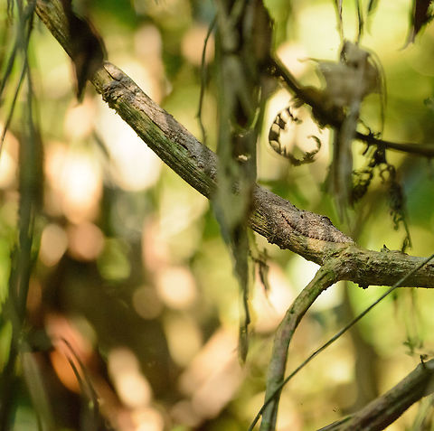 Mossy Leaf-tailed gecko, Marojejy, Madagascar Found near the restaurant near camp 2 on Marojejy, Madagascar. It was way above me with a small cliff between me and the tree you see on the photo. I had to "guess shoot" by holding the camera above my head and just kept trying until I had a reasonable hit. This is the only Mossy gecko we found during our 2nd trip to Madagascar, so I'm quite happy we persisted. On Marojejy we also saw the Giant Leaf-tailed Gecko, which as impressive camouflage:
http://www.jungledragon.com/image/35816/giant_leaf-tailed_gecko_-_side_view_marojejy_madagascar.html
..but not as impressive as the mossy one! Here's another mossy one, we saw during our first trip to Madagascar:

http://www.jungledragon.com/image/5895/mossy_leaf-tailed_gecko_master_of_disguise.html

It is so well camouflaged that even after directly pointing at it by our guide, we initially still did not see it. Africa,Geotagged,Madagascar,Madagascar North,Marojejy,Mossy leaf-tailed gecko,Spring,Uroplatus sikorae,World