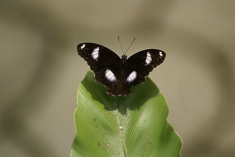 Clipper Butterfly Beautiful black butterfly with white spots. Butterfly,Great Eggfly,Hypolimnas bolina,Insects,Malaysia,Rhopalocera