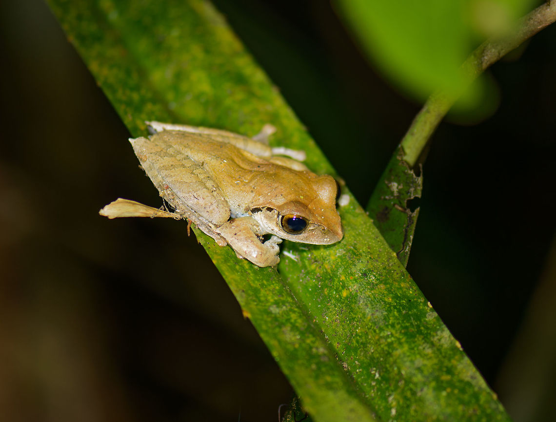 Tree frog at night, Marojejy, Madagascar Species under investigation. Africa,Boophis entingae,Geotagged,Madagascar,Madagascar North,Marojejy,Spring,World,boophis entingae