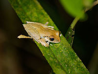 Tree frog at night, Marojejy, Madagascar Species under investigation. Africa,Boophis entingae,Geotagged,Madagascar,Madagascar North,Marojejy,Spring,World,boophis entingae