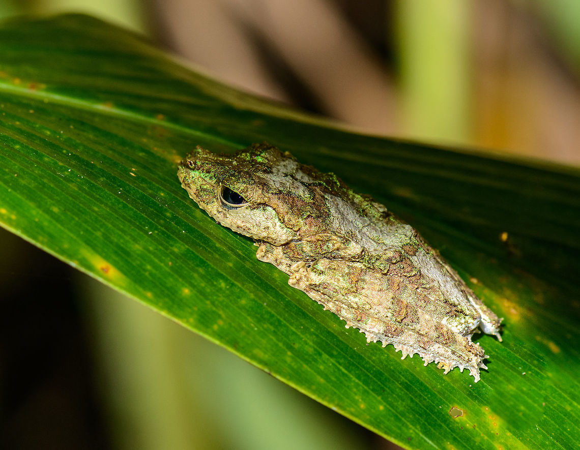 Mossy Tree Frog, Marojejy, Madagascar I'm delighted with this find, this tree frog has quite some amazing camouflage. Species under investigation. Africa,Geotagged,Madagascar,Madagascar North,Marojejy,Spinomantis fimbriatus,Spring,World