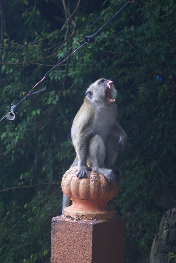 Macaque This little fella was yawning, or planning to attack me. Either way, teeth were shown. Crab-eating macaque,Macaca fascicularis,Macaque,Malaysia,Mammalia,Monkeys