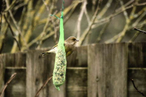 Greenfinch eating seeds Greenfinch eating seeds. Carduelis chloris,European Greenfinch,Garden,Geotagged,The Netherlands