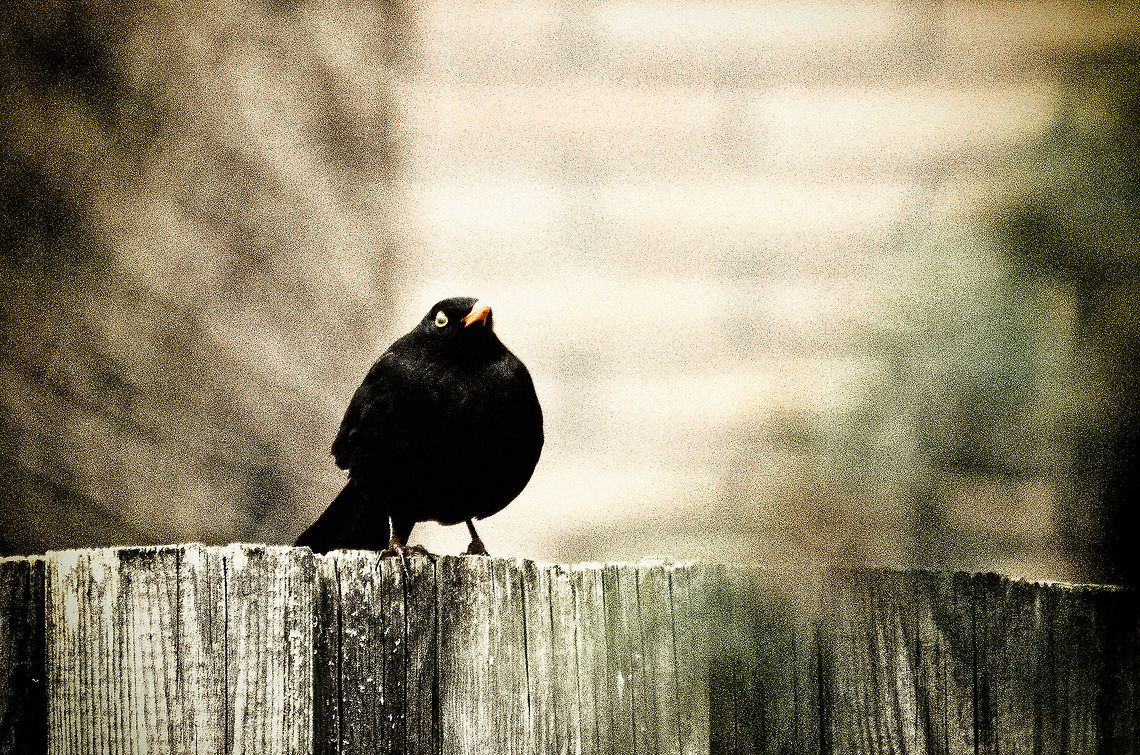 Better days A bitter old male blackbird observes the slow rise of spring after a harsh winter. Soon he&#039;ll be famous again. Birds,Common Blackbird,Garden,Geotagged,The Netherlands,Turdus merula
