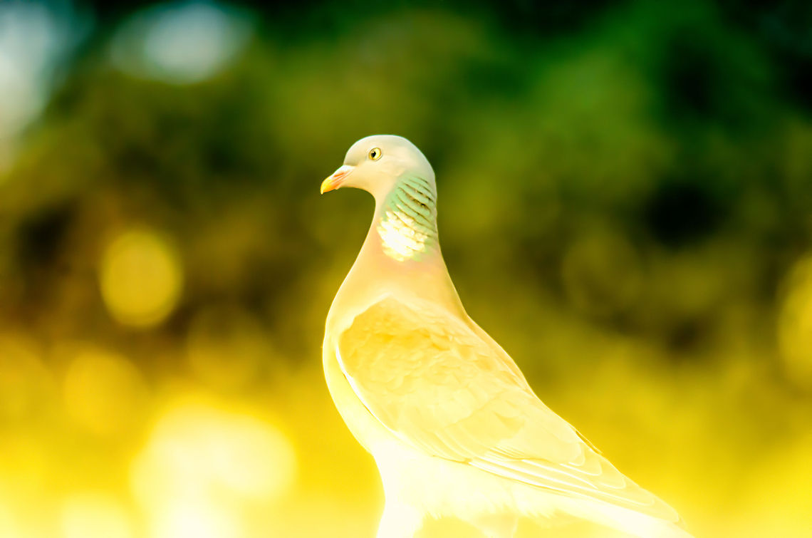 Pigeon Princess For as long as we've been living in our house, we get regular visit from a pigeon couple. The female is noticably more graceful than the male. In this exaggerated edit I wanted to highlight that. Birds,Columba palumbus,Common Wood Pigeon,Garden,Geotagged,Pigeons,The Netherlands