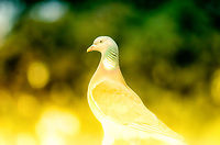 Pigeon Princess For as long as we've been living in our house, we get regular visit from a pigeon couple. The female is noticably more graceful than the male. In this exaggerated edit I wanted to highlight that. Birds,Columba palumbus,Common Wood Pigeon,Garden,Geotagged,Pigeons,The Netherlands