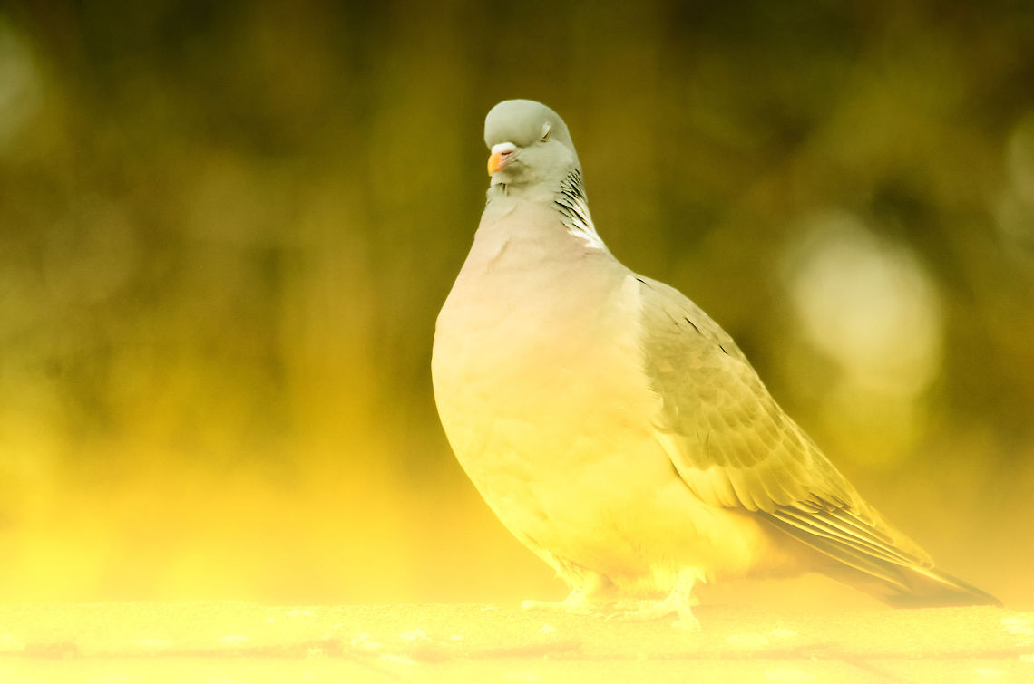 Pigeon Prince For as long as we&#039;ve been living in our house, we get regular visit from a pigeon couple. Here is the proud male. Columba palumbus,Common Wood Pigeon,Garden,Pigeons,birds